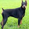 AKC Grand Champion Doberman Puppies