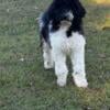 GoldenDoodles F1BB Black and White Parti Male-Rucci 