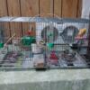 pair of canaries for rehoming