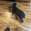 Rare Black and Tan pitbull bully - Natural Bobtail One of a kind.