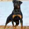 Top quality Female Rottweiler