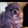 Exotic Pomeranian puppies for sale