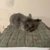 Pedigreed Lionhead buck