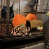 Sugar Glider 