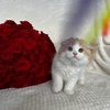 Scottish fold kitten for sale