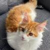 Maine Coon Kitten for sale