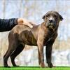 Cane Corso