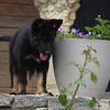 Male Working Line puppy