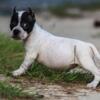 Bully Puppy Pocket For Sale