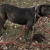 4 year old Female Cane Corso needs new home