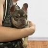 Frenchie Puppy
