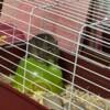 Degu for Sale or trade