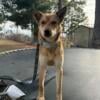 Yogi - Free female Dingo Mix