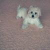 Maltipoo Female Puppy age 3 months (Sire Maltese Dame Maltipoo)