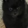 Pomeranian pups 9899806130 black male