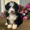 Miniature Bernedoodle Puppies ready for their furever new homes now