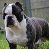 ABKC Shorty Bull for Sale