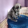 Cane Corso Pups 