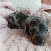 Akc blue dapple mini dachshund