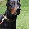 Gentle giant Akc euro Doberman male stud or sell