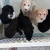 Poodle puppies