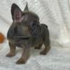 French Bulldog Puppies Frenchie Puppies