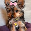 Purebred Yorkie Puppies