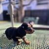 AKC Miniature Dachshund Male