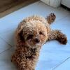 Toy Poodle Proven Stud