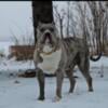 American Bully Female for Sale