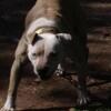 Pitbull for sale she a great dog