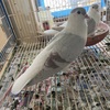 Afghan Pigeon