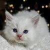 TICA Lilac Male Kitten