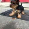 Yorkie puppy for sale