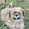 AKC Lhasa Apso 