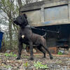 3 male Presa Canario available for stud service