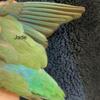 Beautiful Parrotlet seeking new home JADE