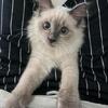 Ragdoll Kitten