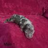 Miniature Dachshund puppies born July 15