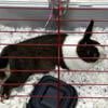 Bunny Rabbit 60 lbs pellets cage hay