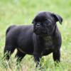 Beautiful Black Pug Girl Rein