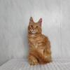 Red Polydactyl Maine Coon Kitten