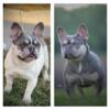 French bulldogs puppies