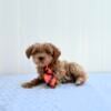 Aspen F1B Mini Goldendoodle