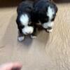 Bernese Mountain dog puppies