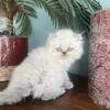 Gorgeous Himalayan Persian kittens