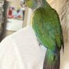 Recently weaned female Crimson bellied Conure