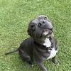 American Pitbull Terrier