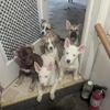 Free Pitbull/Husky Mixed Puppies