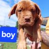 American bandogge puppies